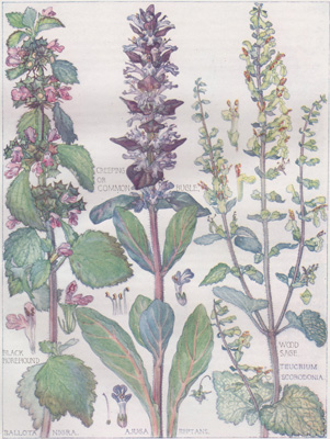 Black Horehound, Creeping or Common Bugle, Wood Sage